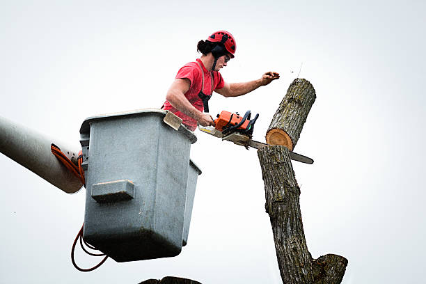 How Our Tree Care Process Works  in  Greenville, AL